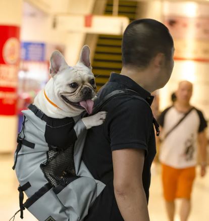 Transportín para perros para senderismo, motos o bicis